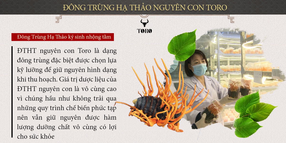 Kho sỉ Đông trùng hạ thảo cao cấp nguyên con - Tăng cường sinh lý bồi bổ cơ thể - 5g loại tốt Kho sỉ Đông trùng hạ thảo cao cấp nguyên con - Tăng cường sinh lý bồi bổ cơ thể - 5g loại tốt