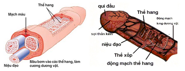  Giá sỉ Dương vật to và dài hơn với máy tập Penis Pump - SHP13 giá rẻ